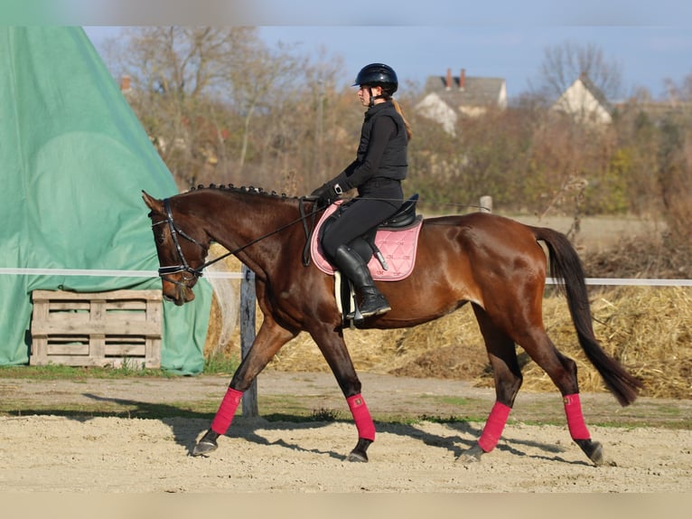 Húngaro Yegua 4 años 170 cm Castaño oscuro in R&#xE9;de