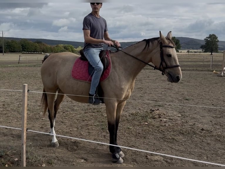 Húngaro Yegua 5 años 160 cm Buckskin/Bayo in Köveskál
