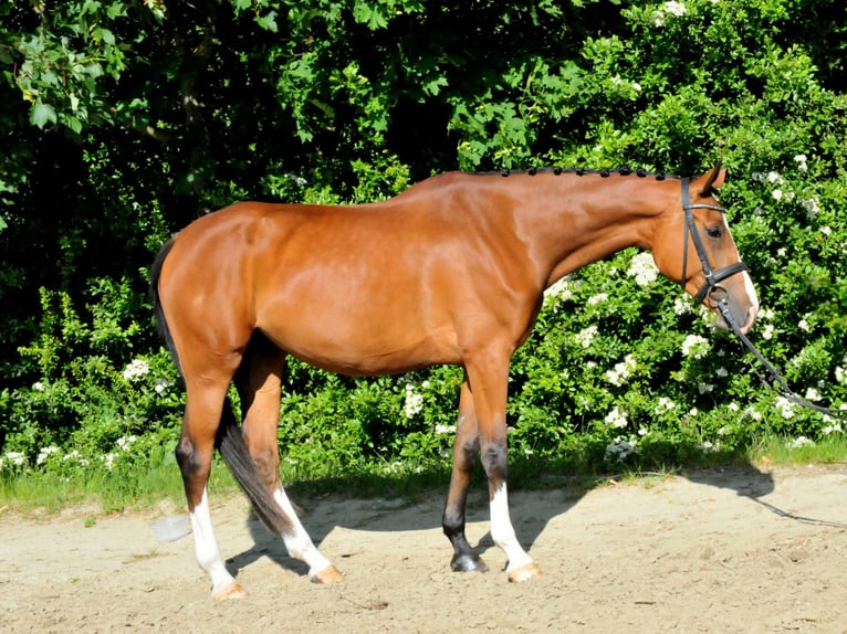 Húngaro Yegua 5 años 170 cm Castaño in Schattendorf