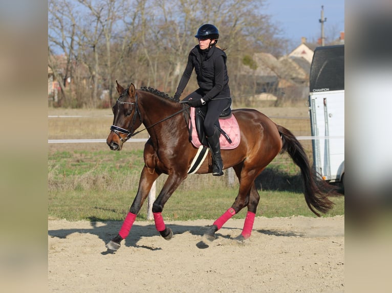 Húngaro Yegua 5 años 170 cm Castaño oscuro in Réde