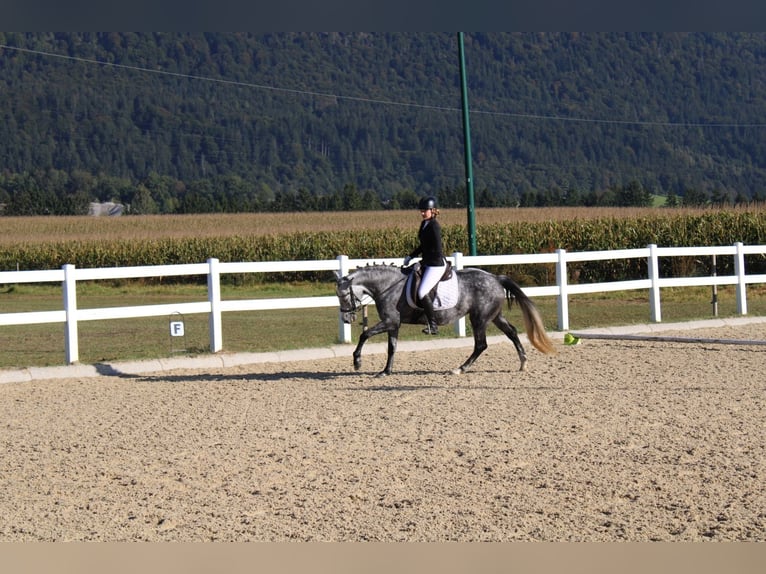 Húngaro Yegua 6 años 147 cm Tordo rodado in Stams