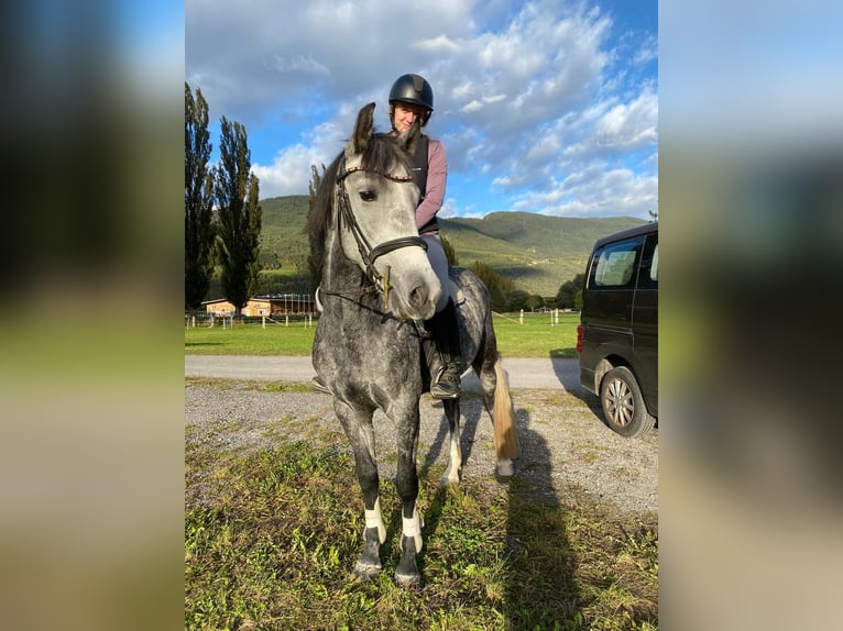 Húngaro Yegua 6 años 147 cm Tordo rodado in Stams