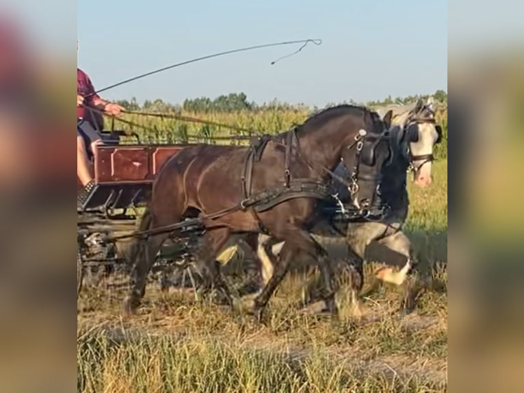 Húngaro Yegua 6 años 160 cm Castaño oscuro in Tass