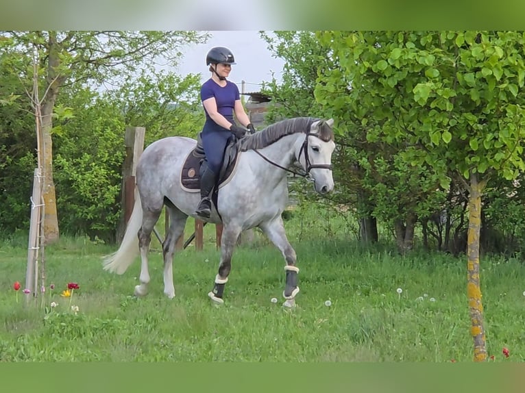 Húngaro Yegua 6 años 162 cm Tordo in Schattendorf
