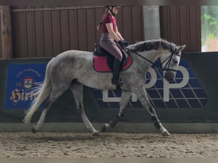 Húngaro Yegua 6 años 162 cm Tordo in Schattendorf