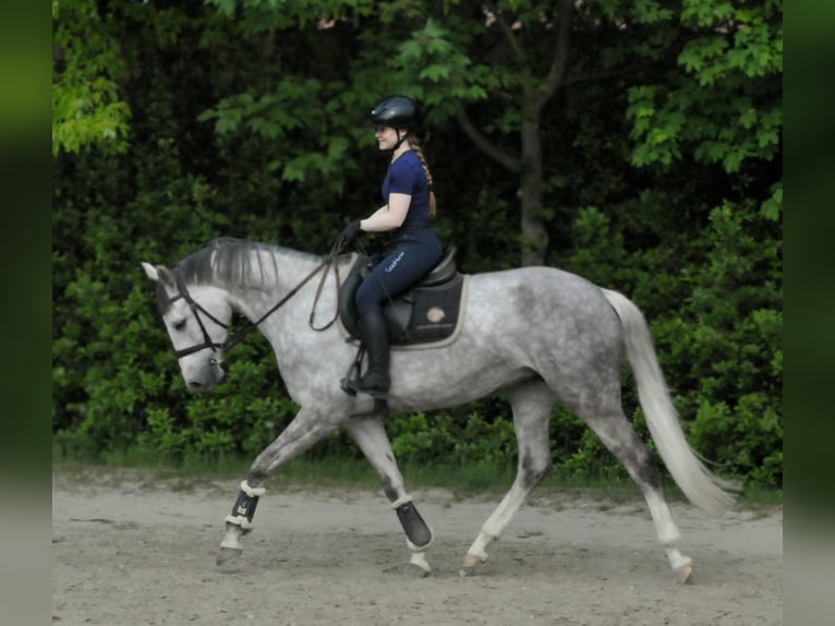 Húngaro Yegua 6 años 162 cm Tordo in Schattendorf
