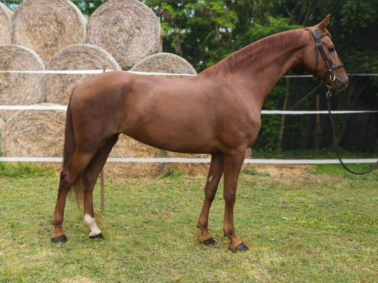 Húngaro Mestizo Yegua 7 años 175 cm Alazán in B&#xE9;k&#xE9;s