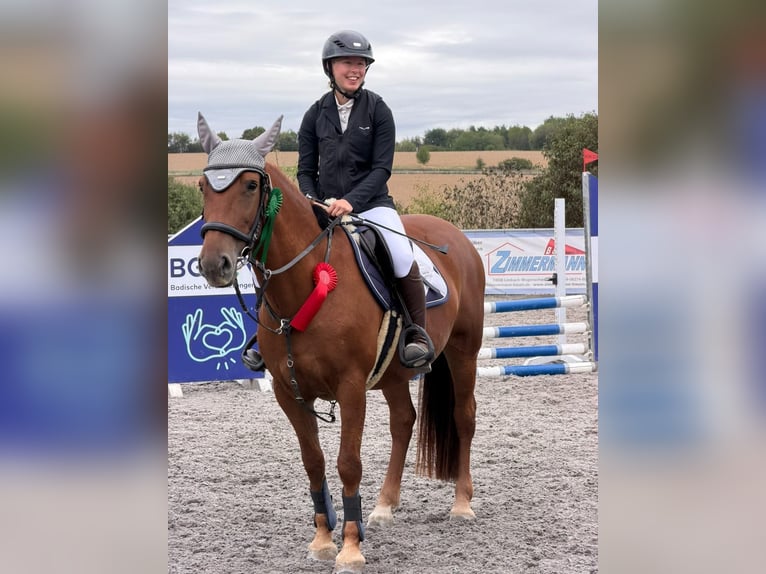 Húngaro Mestizo Yegua 8 años 152 cm Alazán in Kupferzell