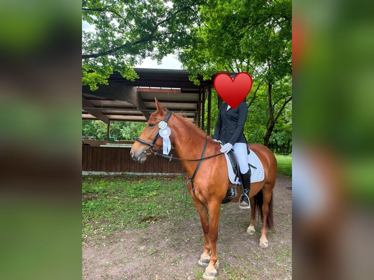 Húngaro Mestizo Yegua 8 años 152 cm Alazán in Kupferzell