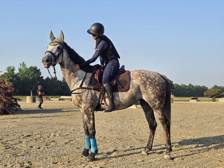 Húngaro Yegua 8 años 162 cm Tordo rodado in Biezwil