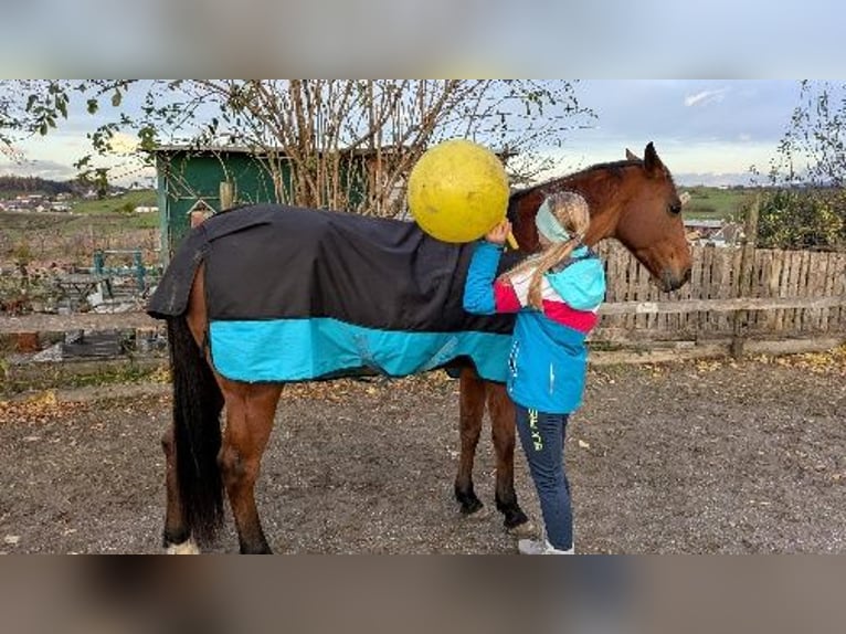 Húngaro Yegua 8 años 166 cm  in Bodolz