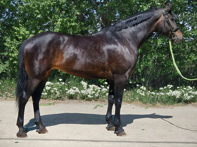 Húngaro Yegua 8 años 168 cm Castaño oscuro in Békés