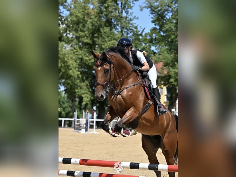 Húngaro Yegua 8 años 172 cm Castaño in Schlins