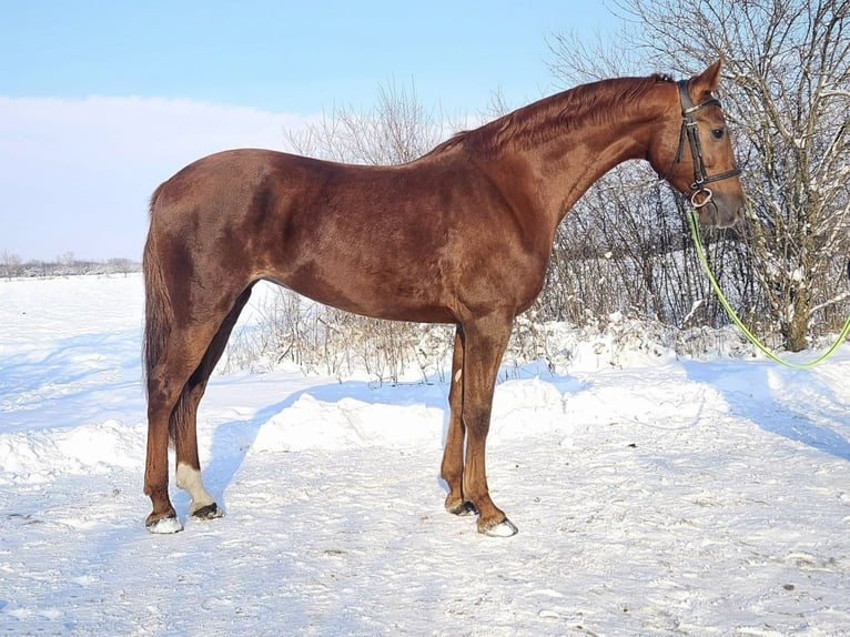Húngaro Mestizo Yegua 8 años 174 cm Alazán in Békés