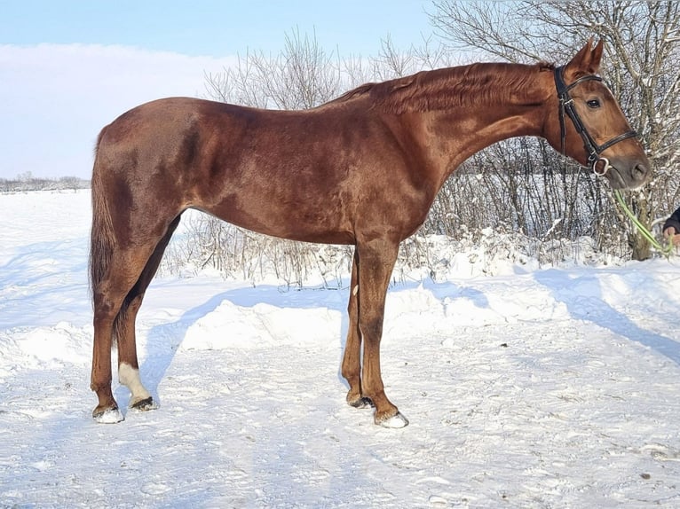 Húngaro Mestizo Yegua 8 años 174 cm Alazán in Békés