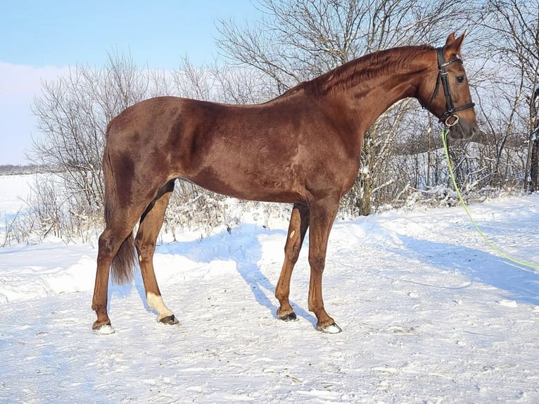 Húngaro Mestizo Yegua 8 años 174 cm Alazán in Békés