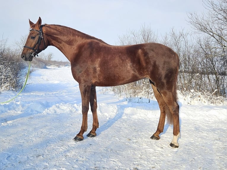 Húngaro Mestizo Yegua 8 años 174 cm Alazán in Békés