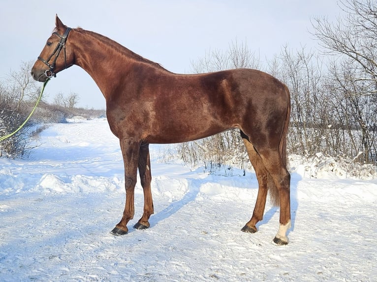 Húngaro Mestizo Yegua 8 años 174 cm Alazán in Békés