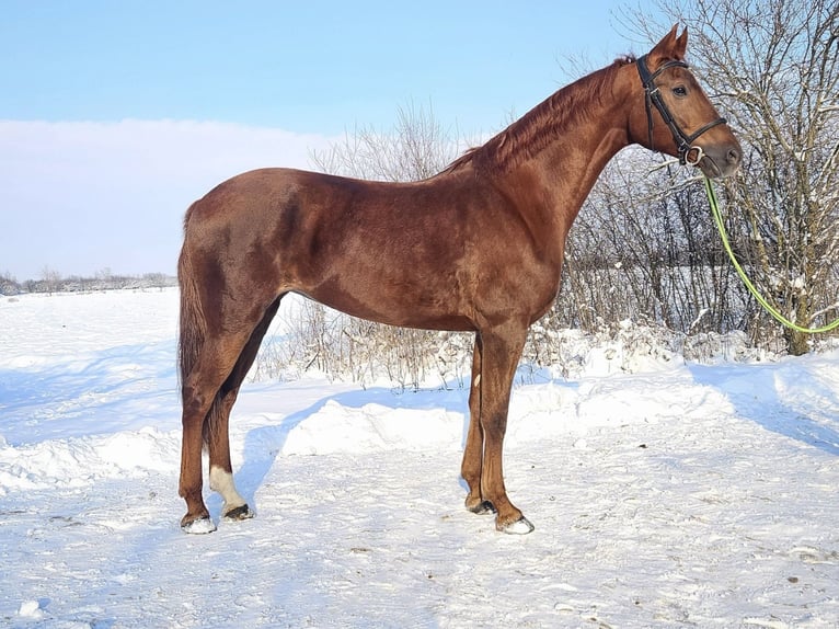 Húngaro Mestizo Yegua 8 años 174 cm Alazán in Békés