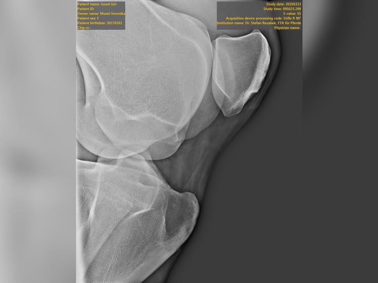 Húngaro Yegua 8 años 177 cm Tordo rodado in Au