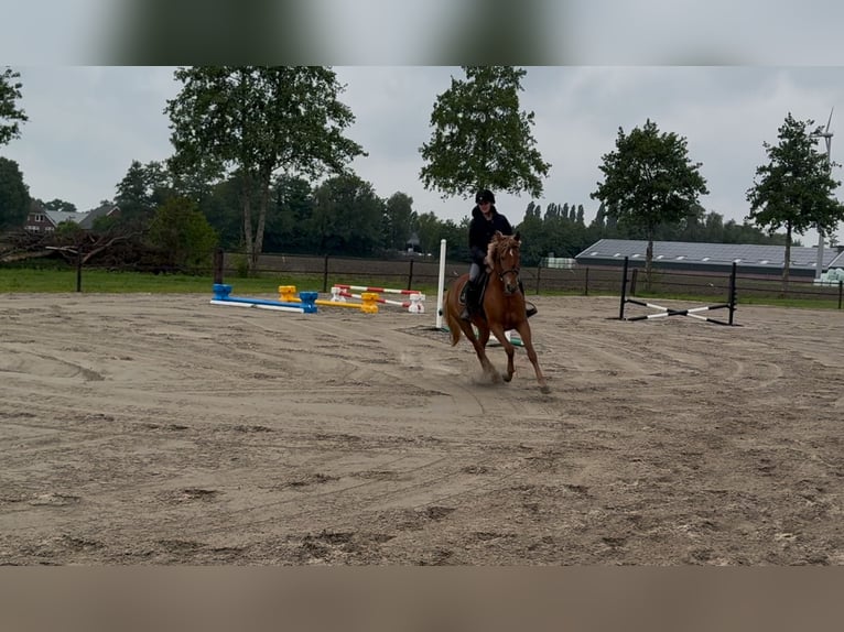 Húngaro Yegua 9 años 148 cm Alazán in Putten