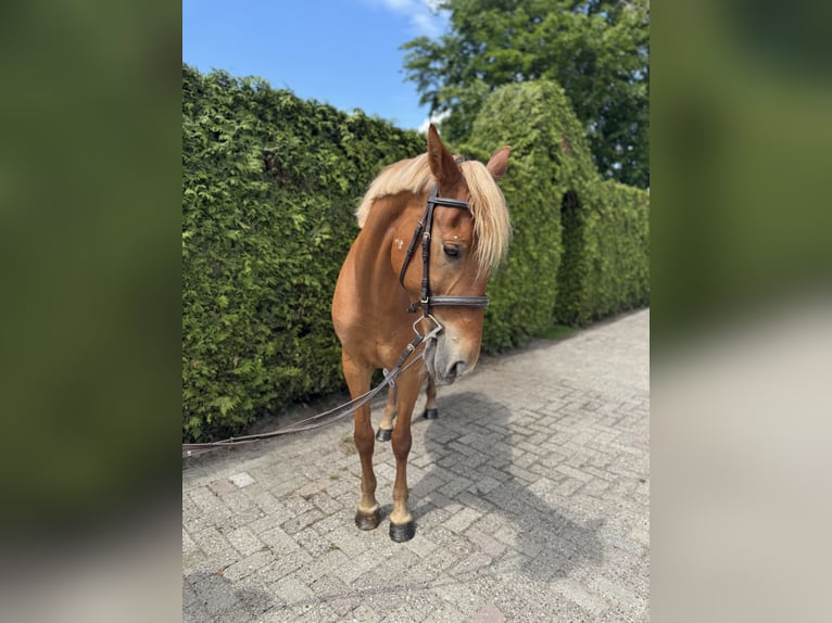 Húngaro Yegua 9 años 148 cm Alazán in Putten