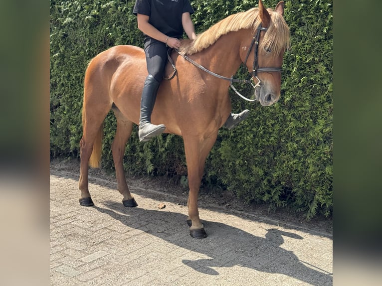 Húngaro Yegua 9 años 148 cm Alazán in Putten