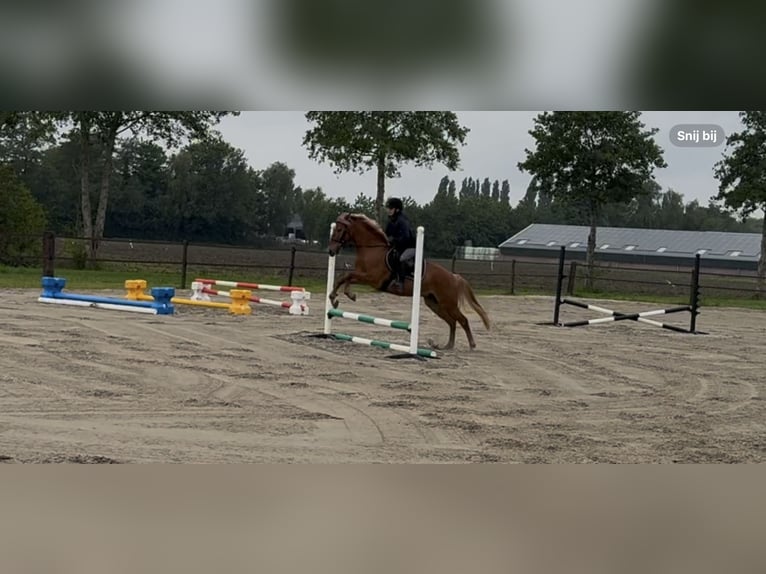 Húngaro Yegua 9 años 148 cm Alazán in Putten