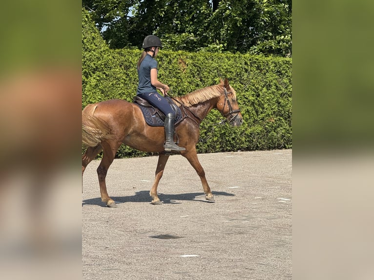 Húngaro Yegua 9 años 148 cm Alazán in Putten
