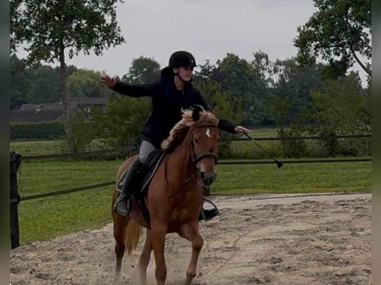 Húngaro Yegua 9 años 148 cm Alazán in Putten