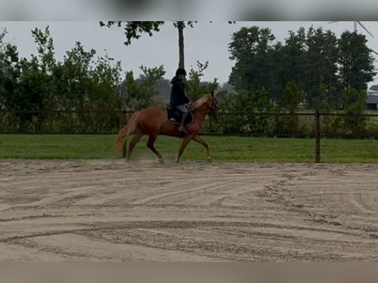 Húngaro Yegua 9 años 148 cm Alazán in Putten