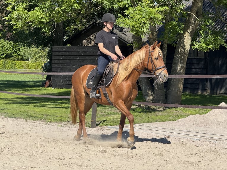 Húngaro Yegua 9 años 148 cm Alazán in Putten