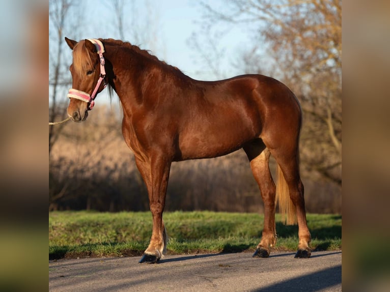 Húngaro Yegua 9 años 148 cm Alazán in Putten