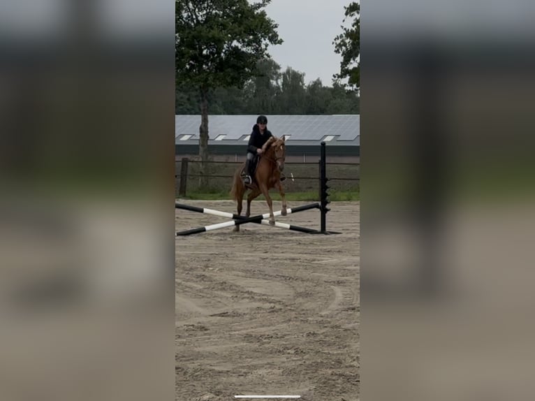 Húngaro Yegua 9 años 148 cm Alazán in Putten