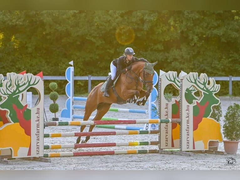 Húngaro Yegua 9 años 166 cm Castaño in Götzendorf