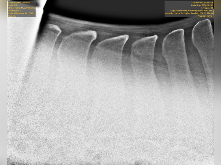 Húngaro Yegua 9 años 177 cm Tordo rodado in Au