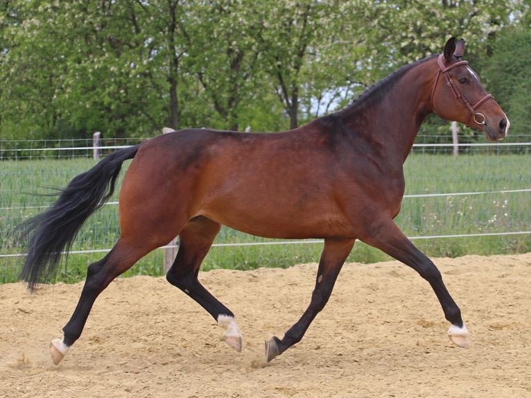Húngaro Yegua 9 años 178 cm Castaño in Maierhöfen