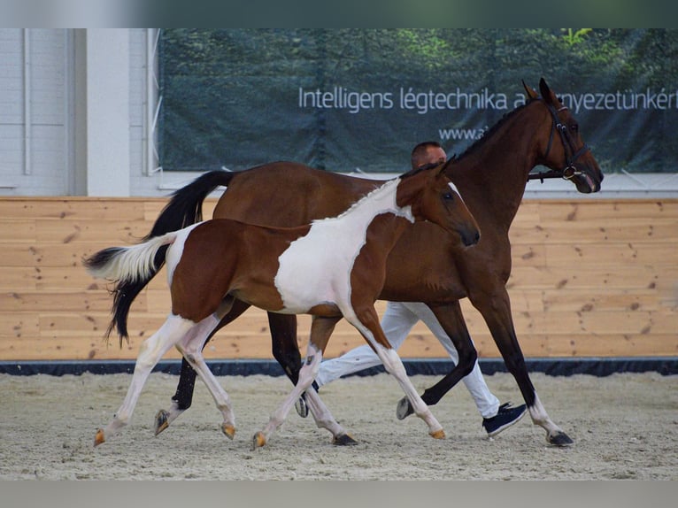 Húngaro Yegua Potro (04/2026) 135 cm Tobiano-todas las-capas in Sárbogárd