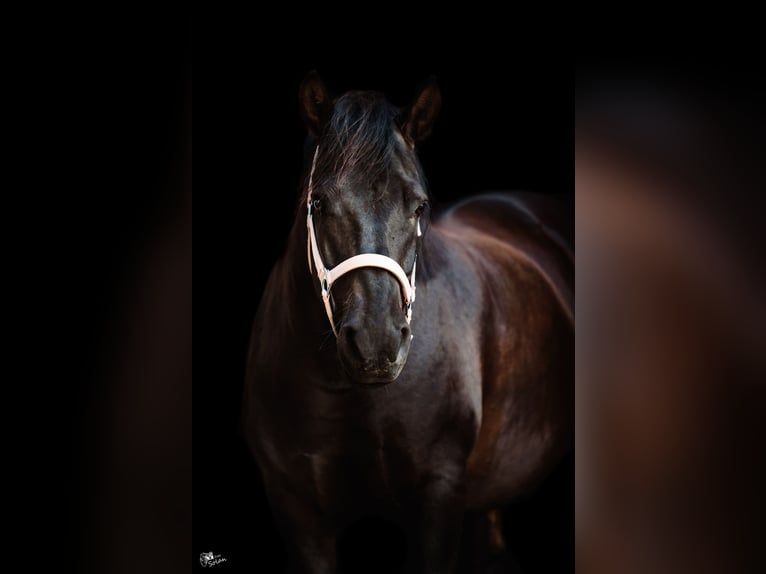 Hutsul Caballo castrado 10 años 140 cm Negro in Lubin