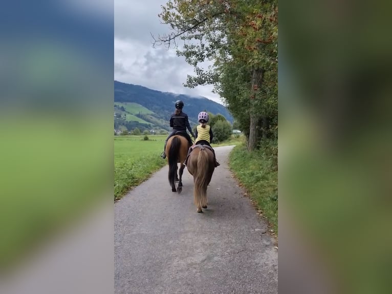 Hutsul Caballo castrado 10 años 143 cm Bayo in Sankt Margarethen im Lungau