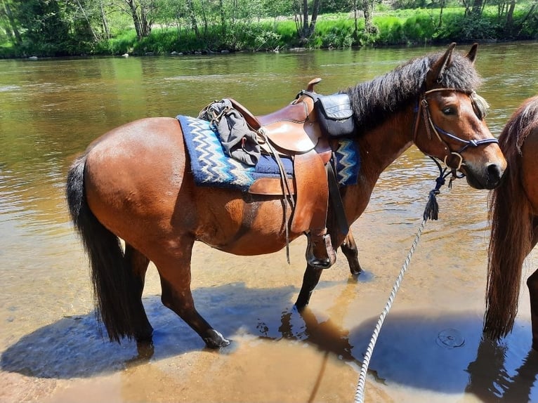 Hutsul Caballo castrado 10 años 143 cm Castaño in Neukirchen vorm Wald