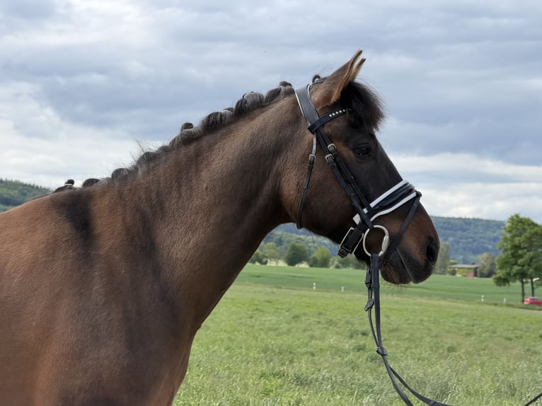Hutsul Caballo castrado 10 años 144 cm Castaño oscuro in Riedlingen
