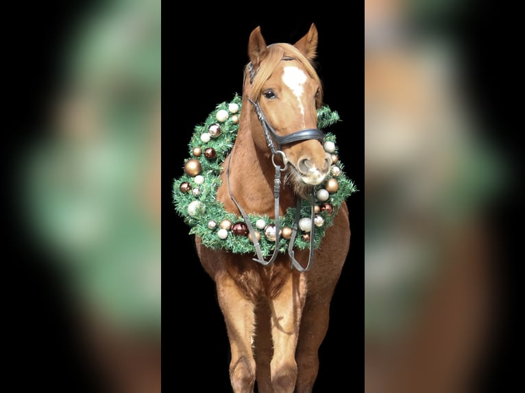 Hutsul Mestizo Caballo castrado 10 años 145 cm Alazán in Gleisdorf