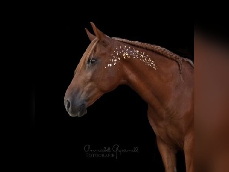 Hutsul Mestizo Caballo castrado 10 años 145 cm Alazán in Gleisdorf