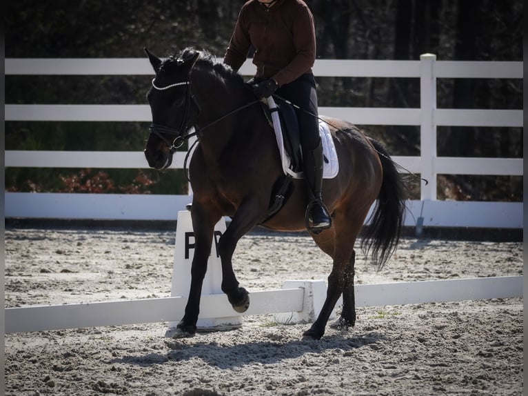 Hutsul Caballo castrado 10 años 146 cm Negro in Nettersheim