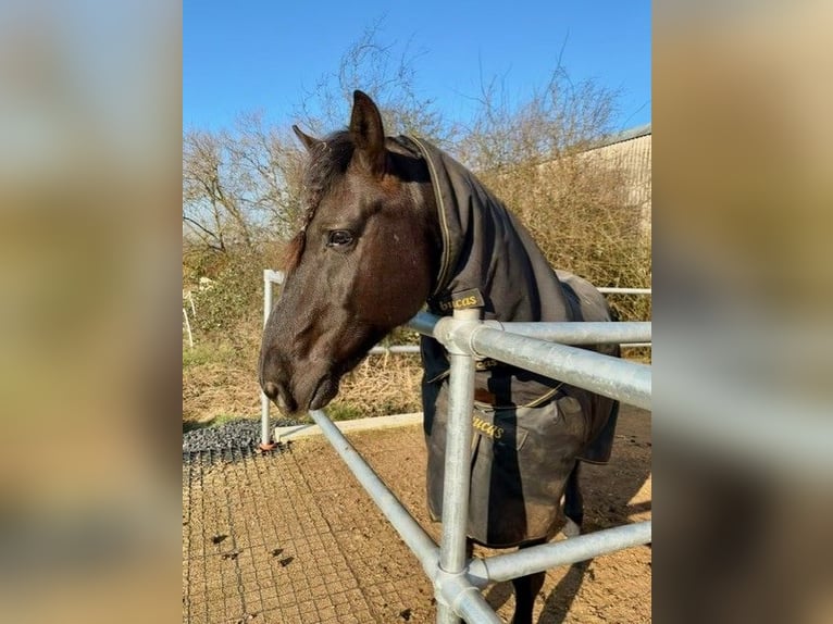 Hutsul Mestizo Caballo castrado 10 años 155 cm Negro in Hadamar