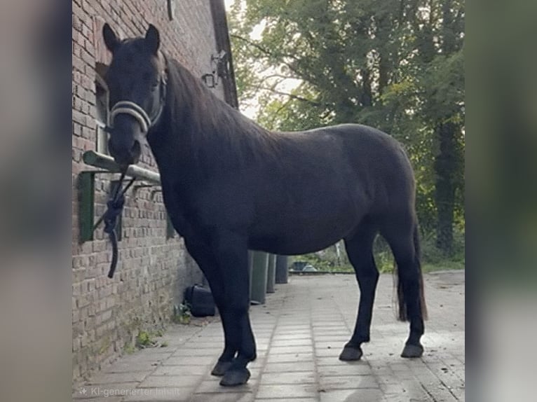 Hutsul Caballo castrado 11 años 140 cm Negro in Zetel Neuenburg