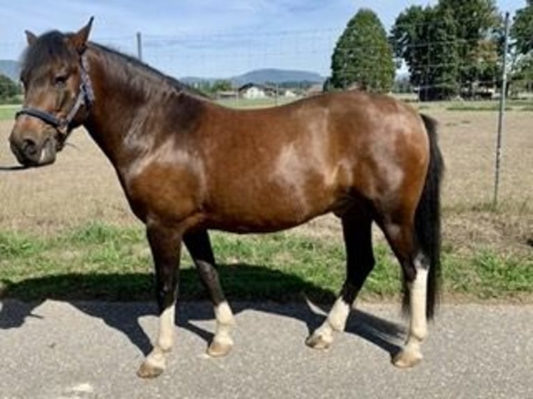 Hutsul Caballo castrado 11 años 142 cm Castaño in Heimenhausen