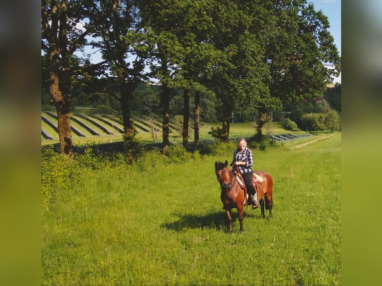 Hutsul Caballo castrado 11 años 143 cm Castaño in Neukirchen vorm Wald