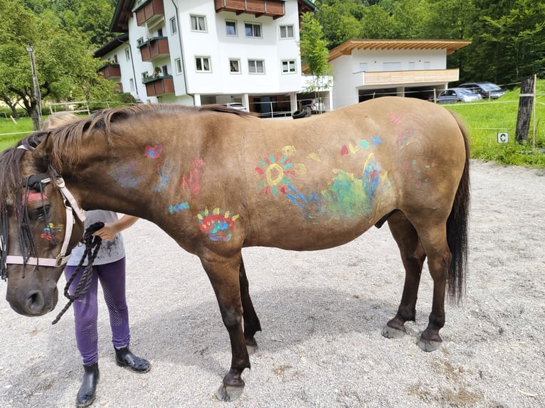 Hutsul Caballo castrado 11 años 144 cm Musgo marrón in Niederndorf